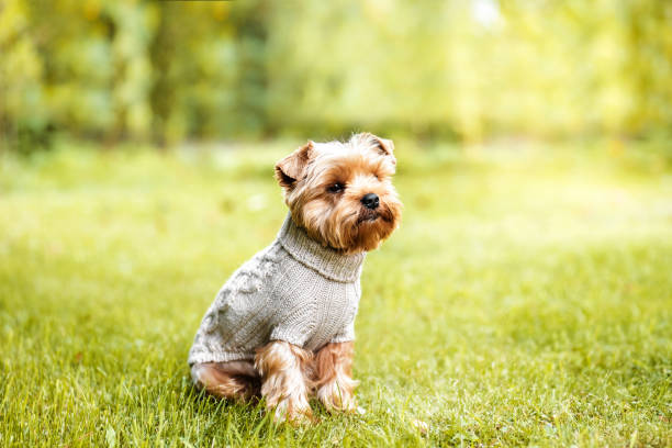 Yorkshire terrier in pullover on the street Yorkshire terrier in pullover on the street , close up portrait. Dog in windcheater on nature background river wear stock pictures, royalty-free photos & images