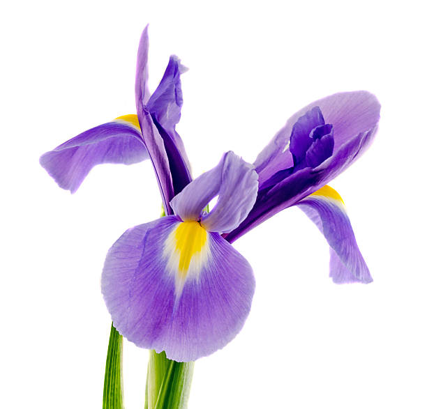 istock Mauve, blue iris flower, close up, isolated, white background 639127722
