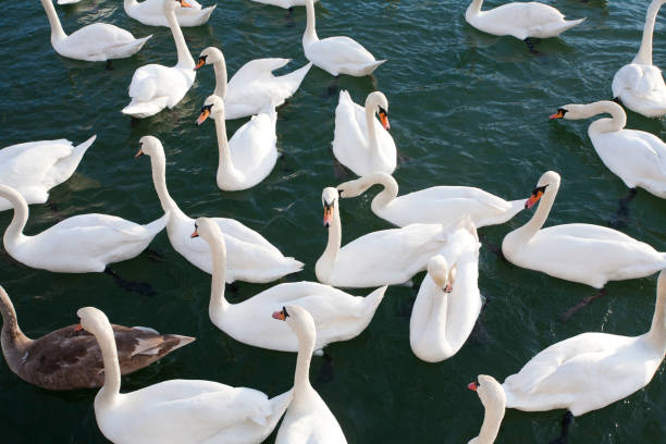 istock Plan view from white swans cygnus olor 639127780