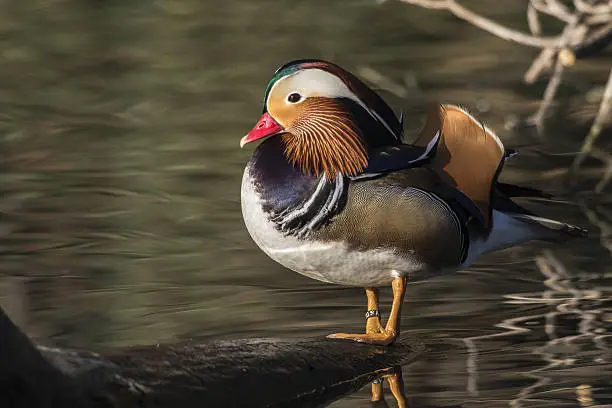 A mandarin duck in the water of river Saar in Saarlouis/Germany