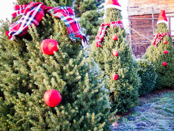 istock Christmas trees dressed as Santa Claus 639128472