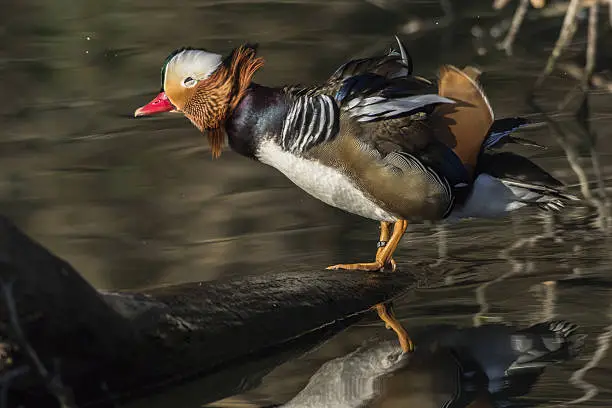 A mandarin duck in the water of river Saar in Saarlouis/Germany