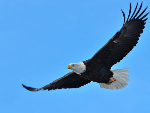 Image of Bald Eagle Flying over Kodiak Island, Alaska.