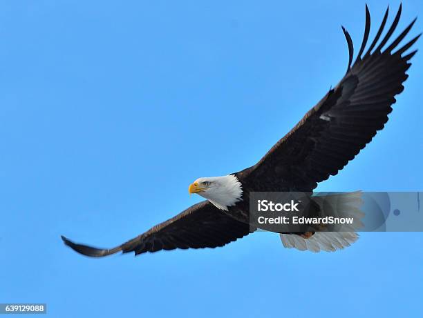Bald Eagle Flying Stock Photo - Download Image Now - Flying, Bald Eagle, Alaska - US State