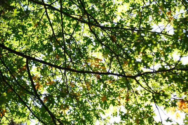 Oak leaves on a branch