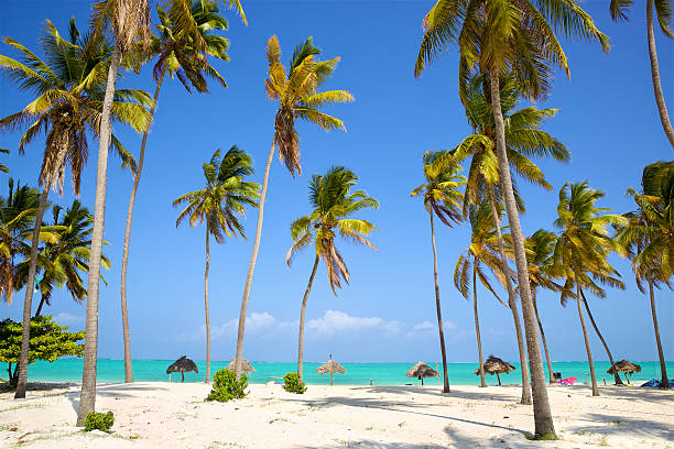 tropischer palmen- und sandstrand - zanzibar stock-fotos und bilder