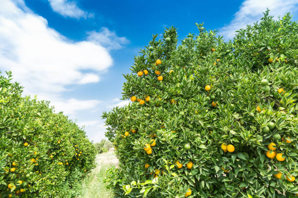 istock Orange garden - Trees with ripe fruits 639129964