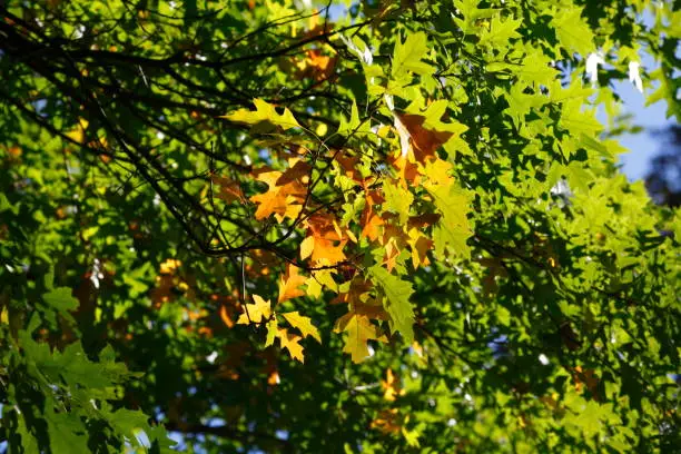 Oak leaves on a branch