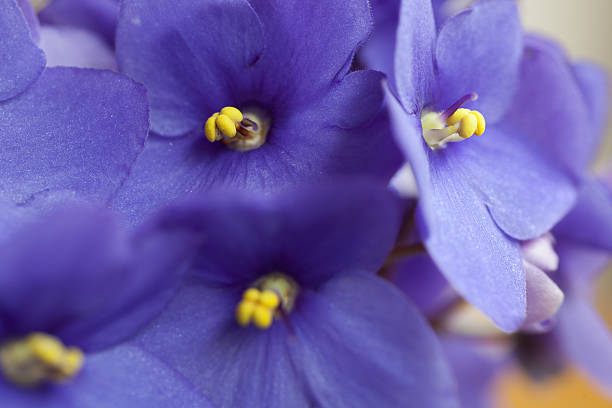 istock Close-up of violets 639130140