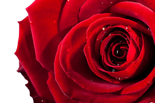 istock Deep red rose closeup macro with small drops of water. 639130612