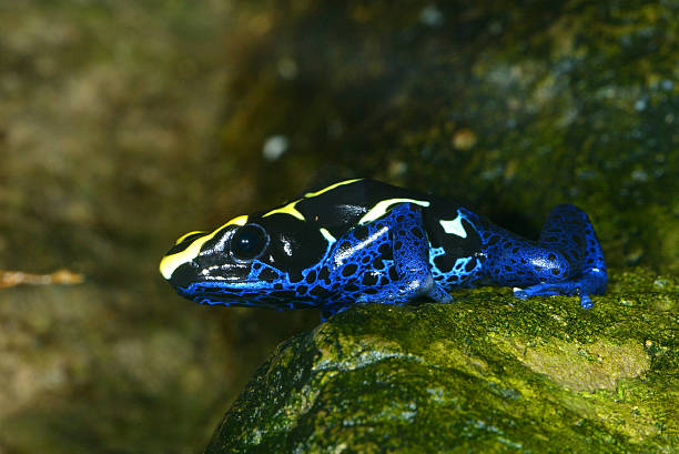 blue posion dart żaba - posion zdjęcia i obrazy z banku zdjęć