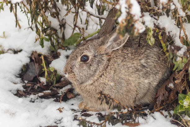 coniglio coda di cotone carino - wild rabbit foto e immagini stock