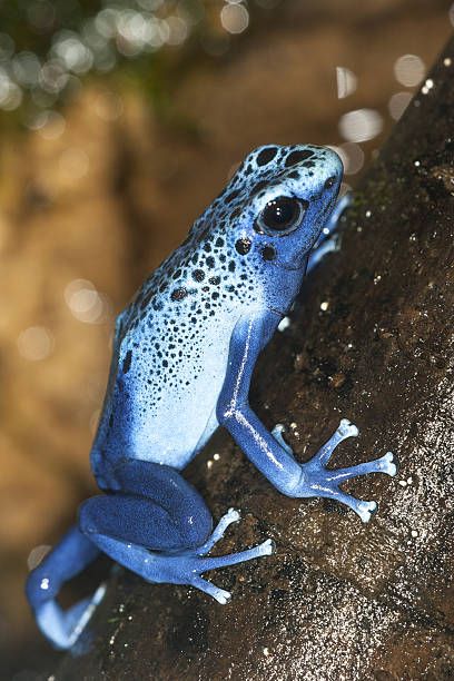 istock Blue Posion Dart Frog 639130890