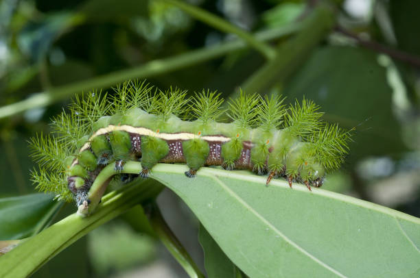 istock Green caterpillar (Automeris sp) in Costa Rica. 639131202