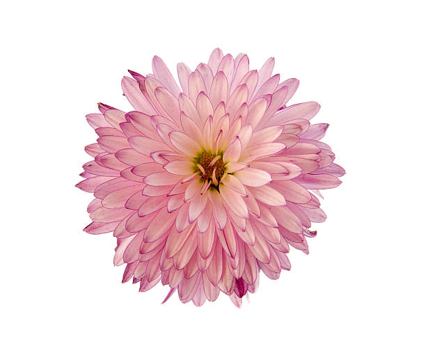 istock flower pink chrysanthemum  isolated white background 639132544