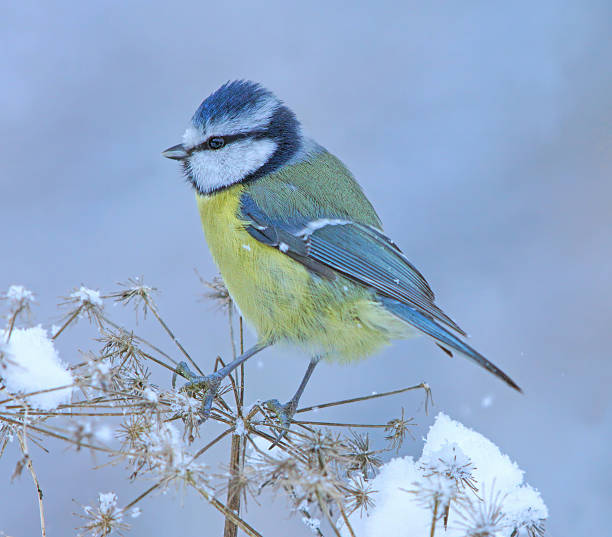istock Blue tit in wintertime 639132568
