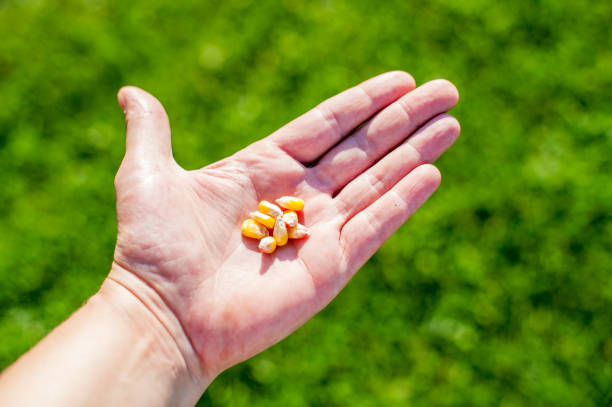 istock Grain of corn on hand 639132906