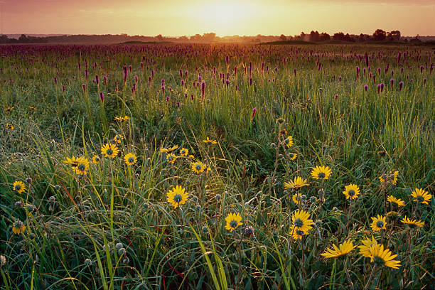Summer Sunrise with Sunflowers and Gayfeather, Flanagan Prairie stock photo