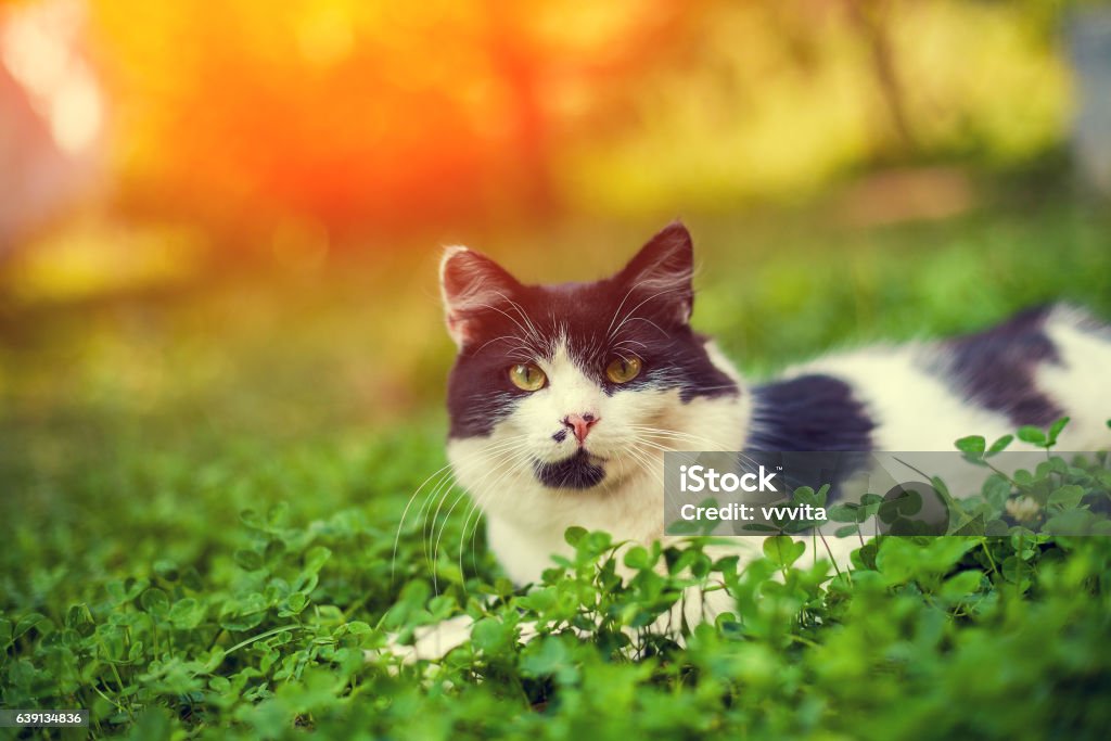 Black and white kitten lying in the clover Domestic Cat Stock Photo