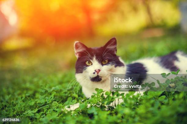 Black And White Kitten Lying In The Clover Stock Photo - Download Image Now - Domestic Cat, Undomesticated Cat, Clover