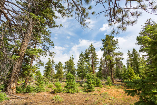 istock Pine tree forest with dry soil at Bryce Canyon 639134874