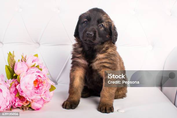 Leonberger Umbrella Leonberger Umbrella