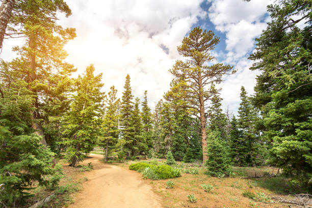 istock Pine tree forest with dry soil at Bryce Canyon 639135340