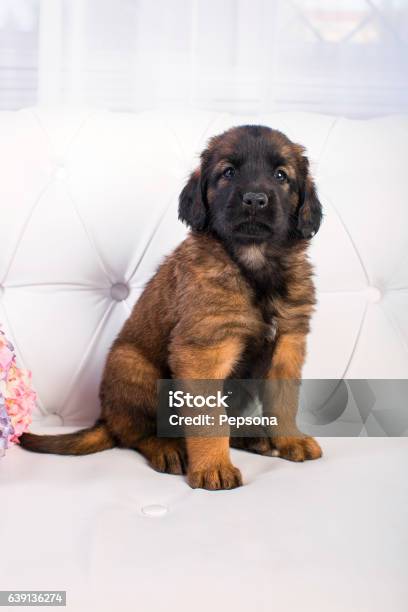 Leonberger Umbrella Leonberger Umbrella