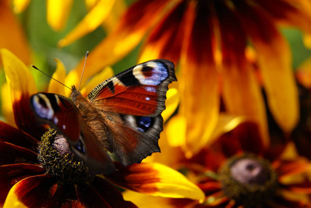 istock Butterfly on flower 639136322