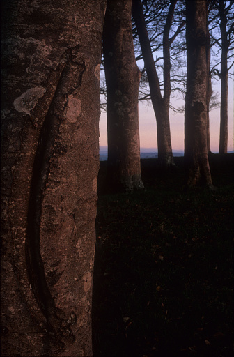 The woodland on the borders of Cornwall and Devon at a Winter twilight.