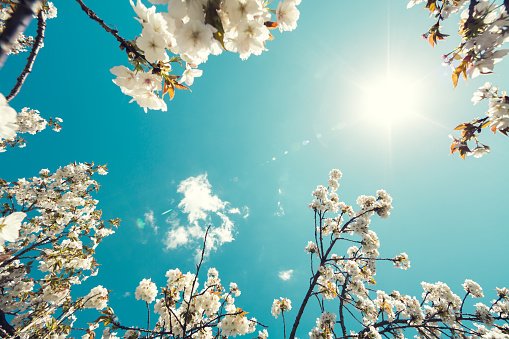 Spring background with blooming branches.