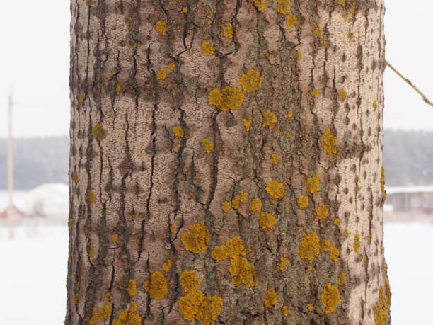lichen auf einem pappelstamm - poplar tree aspen tree tree winter stock-fotos und bilder