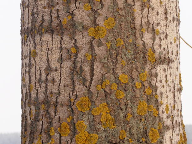 lichen auf einem pappelstamm - poplar tree aspen tree tree winter stock-fotos und bilder