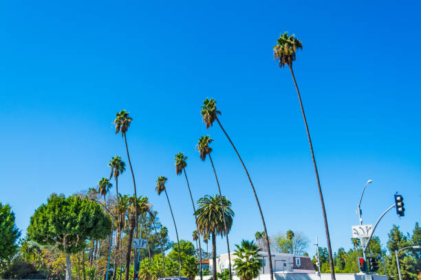 istock Palm trees in Beverly Hills 639139822