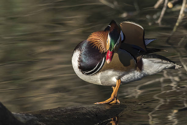 istock Mandarin duck (Aix galericulata) on the river Saar in Saarlouis/Germany 639141630