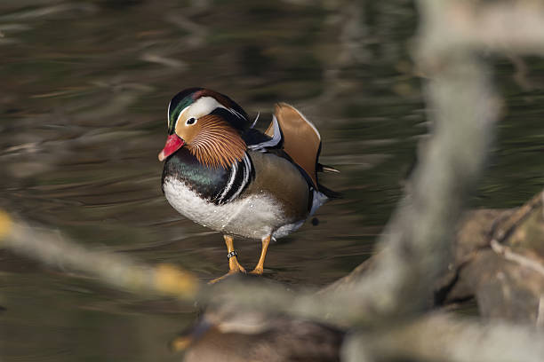 istock Mandarin duck (Aix galericulata) on the river Saar in Saarlouis/Germany 639142210