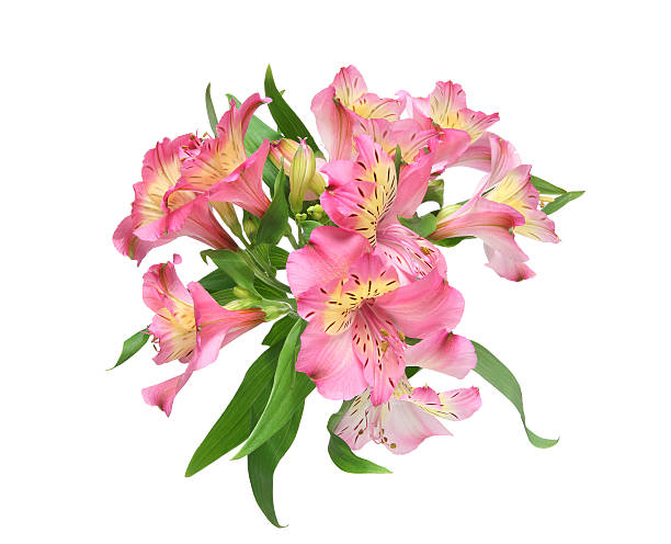 istock Alstroemeria in a white background 639142532