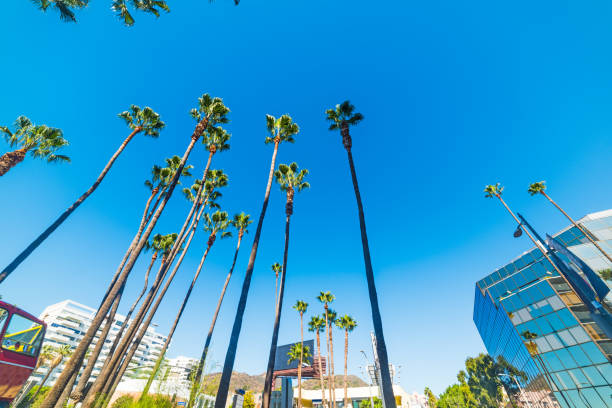 istock Palm trees in Hollywood Boulevard 639142646