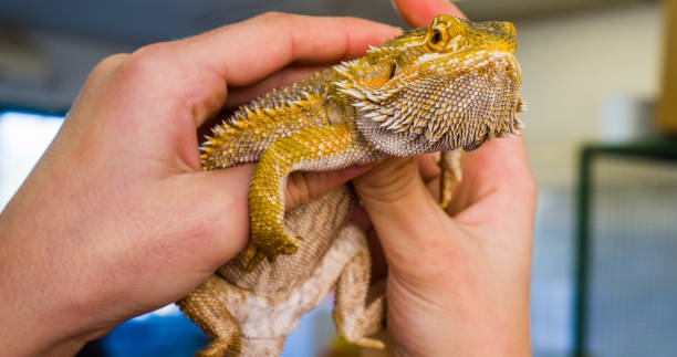 istock agama desert, background, closeup, bearded 639143424