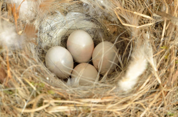 istock Small bird eggs in a nest 639144260