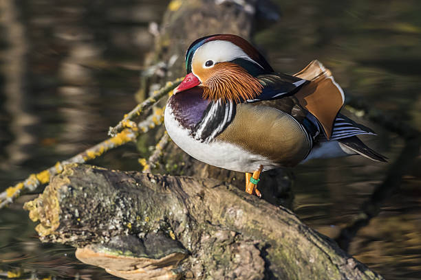 istock Mandarin duck (Aix galericulata) on the river Saar in Saarlouis/Germany 639144858