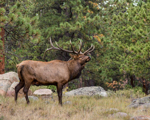 istock Bull Elk, Rocky Mountain National Park, CO 639145228