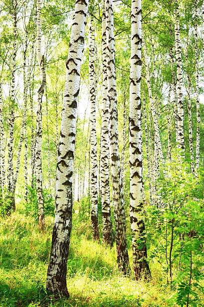 istock summer in sunny birch forest 639145766