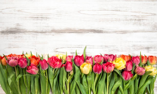 istock Fresh multicolor tulips Spring flowers wooden background 639148320