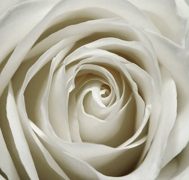istock White rose petals texture, close up, background 639148406