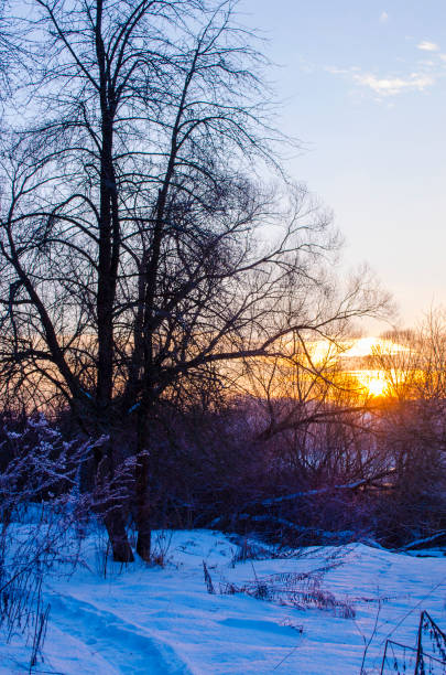 istock winter forest and the river at sunset 639148682