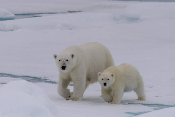 istock Polar bear (Ursus maritimus) mother and cub on the pack 639148718