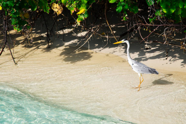 Atmospheric afternoon with sun shining and senior woman knelling on sand is taking a photo of Great Blue Heron standing on water edge. It is small island in Indian Ocean not far from Maafushi Island. Maafushi is most visited island on Maldives, central point for traveling around the sandy islands, resorts with rainy season starting in April. Sand Banks are for tourist’s paradise.\n\nGreat Blue Heron on sandy beach