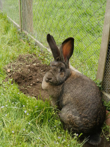 istock bunny ears listening 639148890