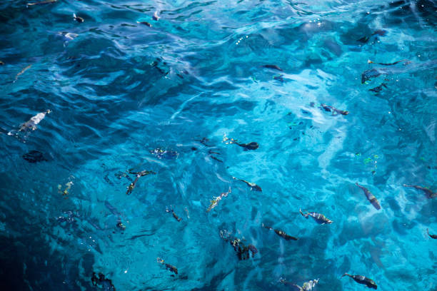 istock Fishes in clear transperent water, nature background 639148906